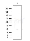 GJB7 Antibody - Western blot analysis of extracts from RAW264.