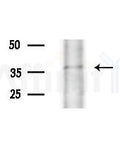 OR5AK3P Antibody - Western blot analysis of extracts from HepG2 cells, using OR5AK3P Antibody at 1/1000 dilution.