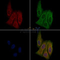 OR2H2 Antibody – Figure 1 of 1