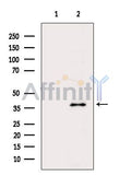 OR4C3 Antibody – Figure 1 of 2