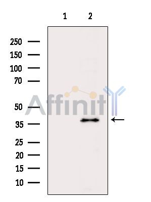 OR4C3 Antibody – Figure 1 of 2