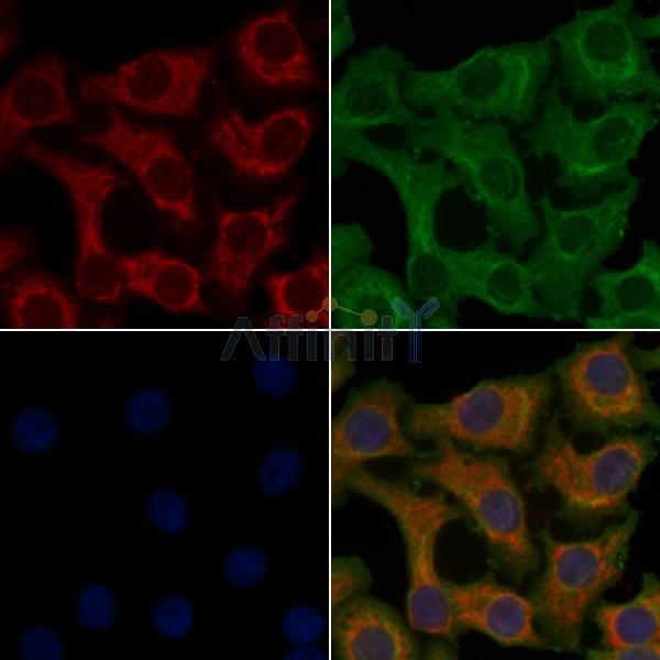 OR4C13 Antibody – Figure 1 of 1