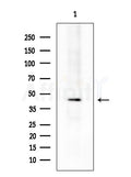 OR5P2 Antibody - Western blot analysis of extracts from COLO205 cells, using OR5P2 Antibody at 1/1000 dilution.