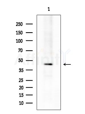 OR5P2 Antibody - Western blot analysis of extracts from COLO205 cells, using OR5P2 Antibody at 1/1000 dilution.