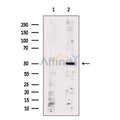 OR6C2 Antibody – Figure 1 of 1