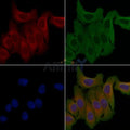 OR7A10 Antibody – Figure 1 of 1