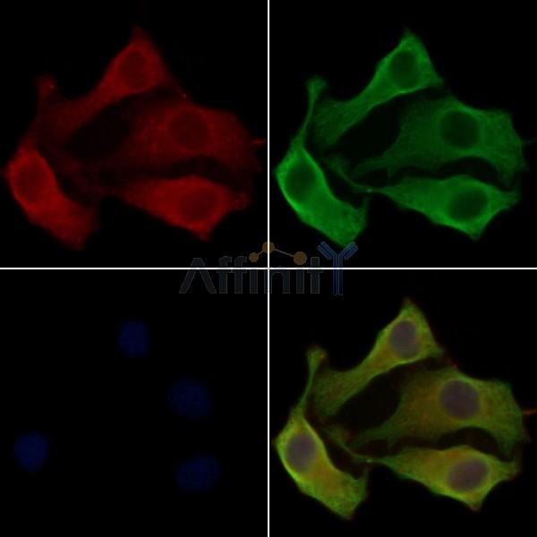 OR5D16 Antibody – Figure 1 of 1