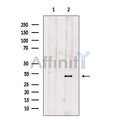APG5L/ATG5 Antibody – Figure 1 of 10