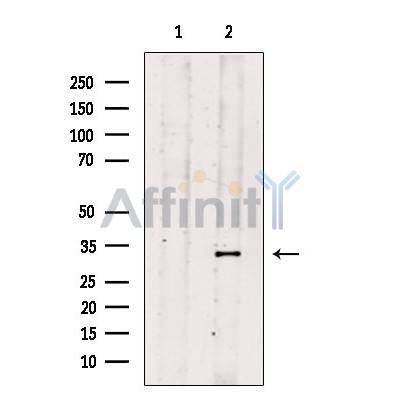 APG5L/ATG5 Antibody – Figure 1 of 10