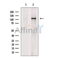 SirT1 Antibody – Figure 1 of 50