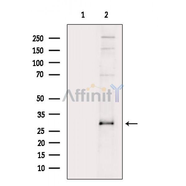 p27 Kip1 Antibody – Figure 1 of 3