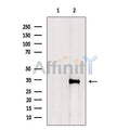 NeuN Antibody – Figure 1 of 4