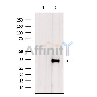NeuN Antibody – Figure 1 of 4