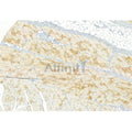 DF6148 at 1/100 staining Rat skin tissue by IHC-P. The sample was formaldehyde fixed and a heat mediated antigen retrieval step in citrate buffer was performed. The sample was then blocked and incubated with the primary antibody at 4°C overnight. An HRP conjugated anti-Rabbit antibody was used as the secondary antibody.