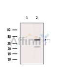 PRDX4 Antibody – Figure 1 of 4