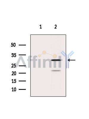 PRDX4 Antibody – Figure 1 of 4