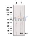 CCL4 Antibody – Figure 1 of 3