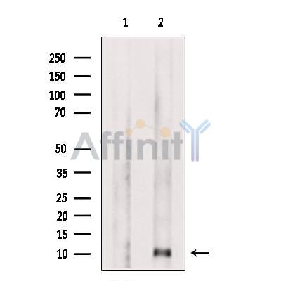 CCL4 Antibody – Figure 1 of 3