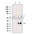AREG Antibody – Figure 1 of 4