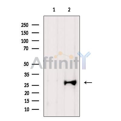 AREG Antibody – Figure 1 of 4