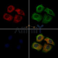 THBS1 Antibody – Figure 1 of 4