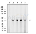 Western blot analysis of lysates from various samples, using EEF1D Antibody. Lane 1: Rat liver, treated with blocking peptide; Lane 2: Rat liver; Lane 3: K562; Lane 4: C6 cells; Lane 5: VERO cells.