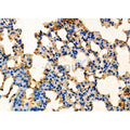 EGLN2 Antibody – Figure 1 of 4