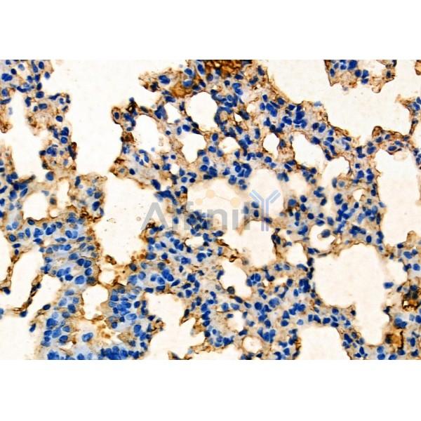 EGLN2 Antibody – Figure 1 of 4