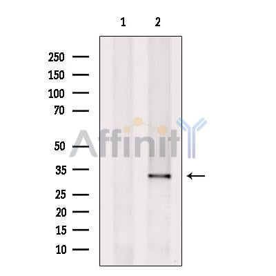 Cytochrome c Oxidase 3 Antibody – Figure 1 of 4