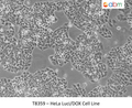 HeLa Luci/DOX Cell Line | Applied Biological Materials (abm)