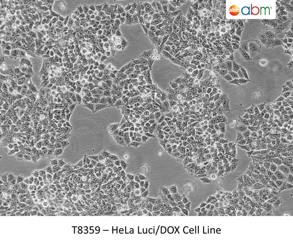 HeLa Luci/DOX Cell Line | Applied Biological Materials (abm)