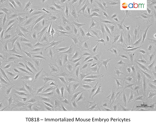 Immortalized Mouse Embryo Pericytes – Figure 1 of 1