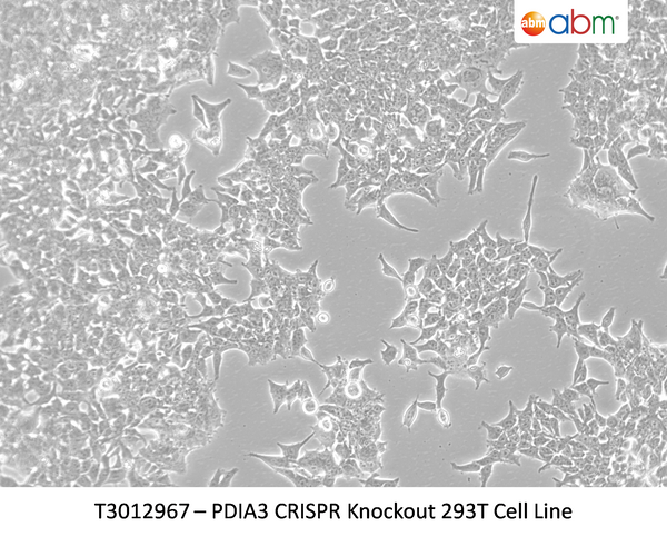PDIA3 CRISPR Knockout 293T Cell Line | Applied Biological Materials (abm)