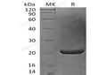Recombinant Human FGF-17 Protein – Figure 1 of 2