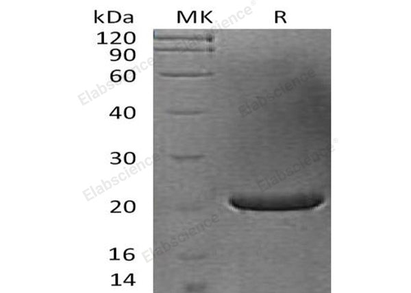 Recombinant Human FGF-17 Protein – Figure 1 of 2