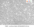 Luciferase Stable U87MG/ΔEGFR Cell Line | Applied Biological Materials (abm)