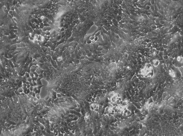 DLD-1 cell