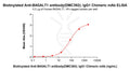 Biotinylated Anti-B4GALT1 antibody(DMC392), IgG1 Chimeric mAb – Figure 1 of 1