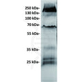 Anti-GUCY2C antibody(6E3), IgG1 Chimeric mAb – Figure 1 of 1