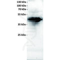 Anti-FOLR1 antibody(18A3), IgG1 Chimeric mAb – Figure 1 of 1