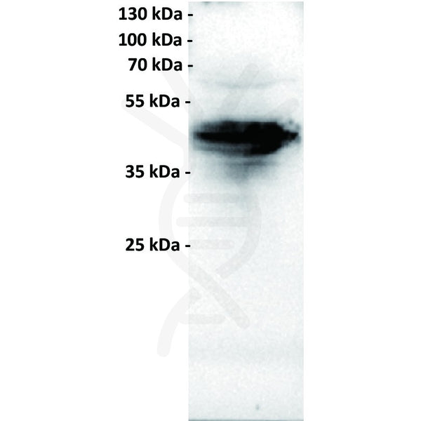 Anti-FOLR1 antibody(18A3), IgG1 Chimeric mAb – Figure 1 of 1