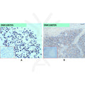 Anti-CD45 antibody(7E1), IgG1 Chimeric mAb – Figure 1 of 1