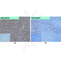 Anti-SELPLG antibody(68H10), IgG1 Chimeric mAb – Figure 1 of 1