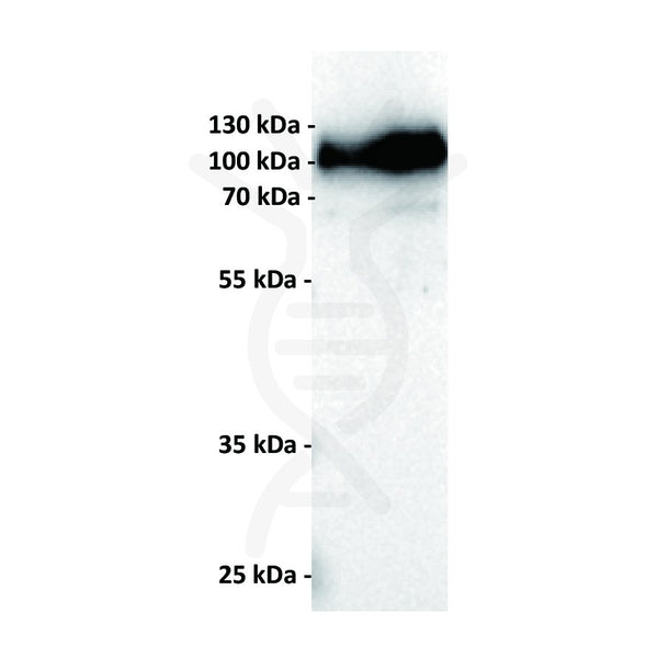 Anti-CD19 antibody(11B2), IgG1 Chimeric mAb – Figure 1 of 1