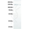 Anti-AXL antibody(1F2), IgG1 Chimeric mAb – Figure 1 of 1