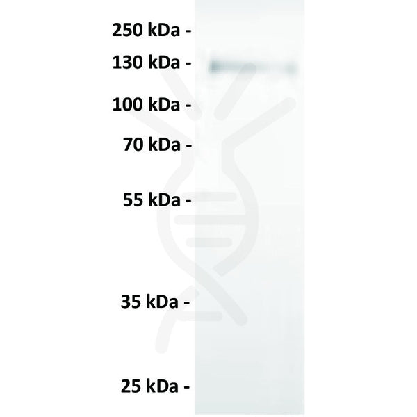 Anti-AXL antibody(1F2), IgG1 Chimeric mAb – Figure 1 of 1