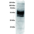 Anti-PDL1 antibody(23D8), IgG1 Chimeric mAb – Figure 1 of 1