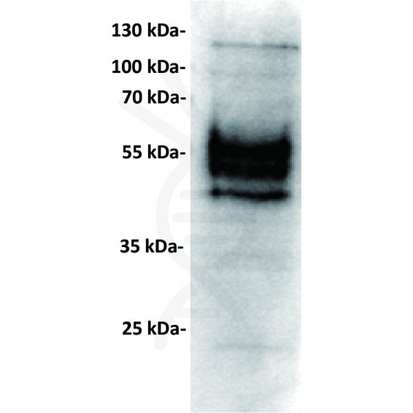 Anti-PDL1 antibody(23D8), IgG1 Chimeric mAb – Figure 1 of 1