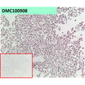 Anti-GPC3 antibody(163D11), IgG1 Chimeric mAb – Figure 1 of 1