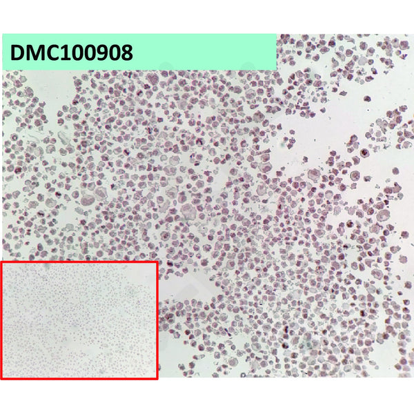 Anti-GPC3 antibody(163D11), IgG1 Chimeric mAb – Figure 1 of 1